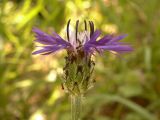 Centaurea pichleri