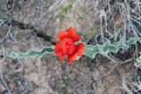 Tulipa alberti