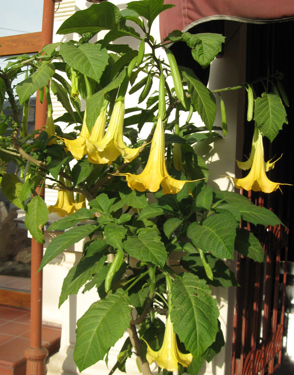 Изображение особи Brugmansia aurea.