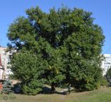 Ulmus pumila