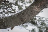 Pinus uncinata. Часть скелетной ветви. Москва, ВДНХ, в культуре. 05.01.2022.