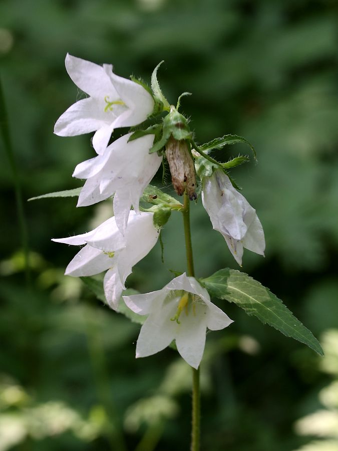 Изображение особи Campanula trachelium.