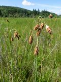 Carex coriophora