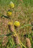 Astragalus alopecurus. Верхушка побега с соцветиями. Алтайский край, Мамонтовский р-н, окр. с. Мамонтово, луг. 26.06.2021.