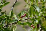 genus Berberis