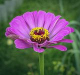 Zinnia elegans. Соцветие. Пермский край, г. Пермь, Кировский р-н, садовый участок, в культуре. 10.09.2023.