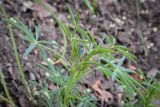 Lupinus angustifolius. Верхушка зацветающего растения. Абхазия, Гагрский р-н, окр. с. Лдзаа, широколиственный лес. 11.04.2024.