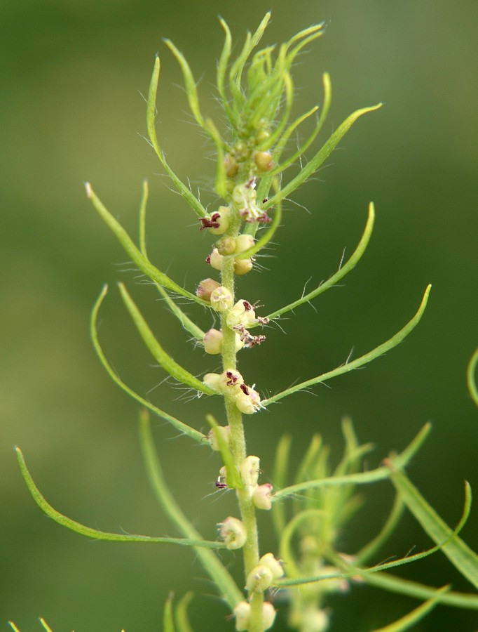 Изображение особи Bassia scoparia f. trichophylla.