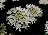 Heracleum sosnowskyi. Часть соцветия. Московская обл., Ульяновский лесопарк. 26.06.2007.