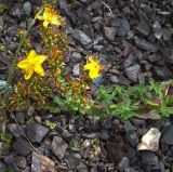 Hypericum perforatum