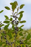 Rhamnus cathartica. Ветвь с соплодиями. Казахстан, Восточно-Казахстанская область; Западный Алтай, скл. Ульбинского хребта, окр. с. Ушановское. 24.08.2012.