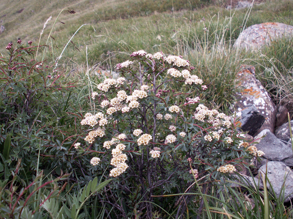 Image of Spiraea tianschanica specimen.