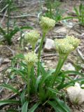 Allium israeliticum. Цветущие растения. Израиль, Северный Негев, лес Лаав. 28.02.2013.