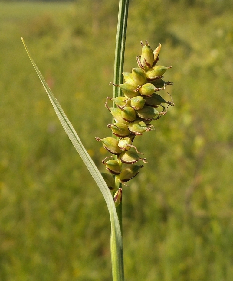 Изображение особи Carex panicea.