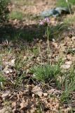 Astragalus kronenburgii