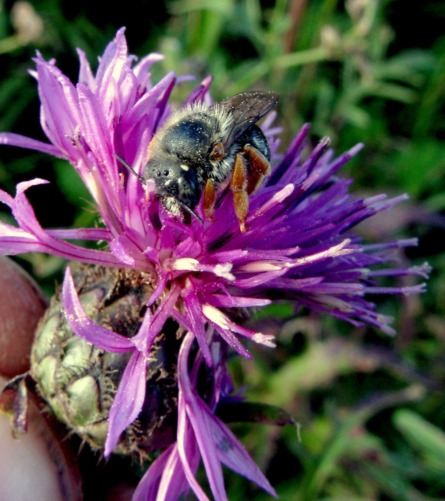 Изображение особи Centaurea scabiosa.