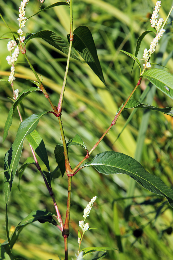 Изображение особи Persicaria lapathifolia.