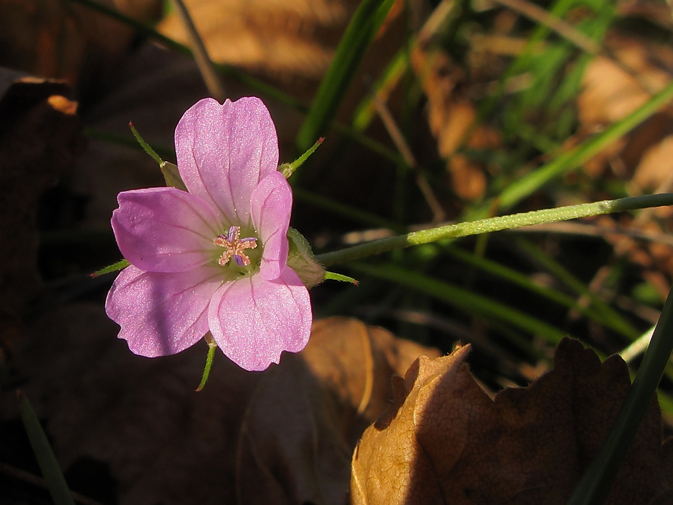 Изображение особи Geranium columbinum.