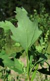 Chenopodium acerifolium. Лист (вид с обратной стороны). Архангельская обл., Вельский р-н, окр. ст. Вага, близ ж. д. 09.08.2013.