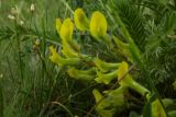 Astragalus henningii