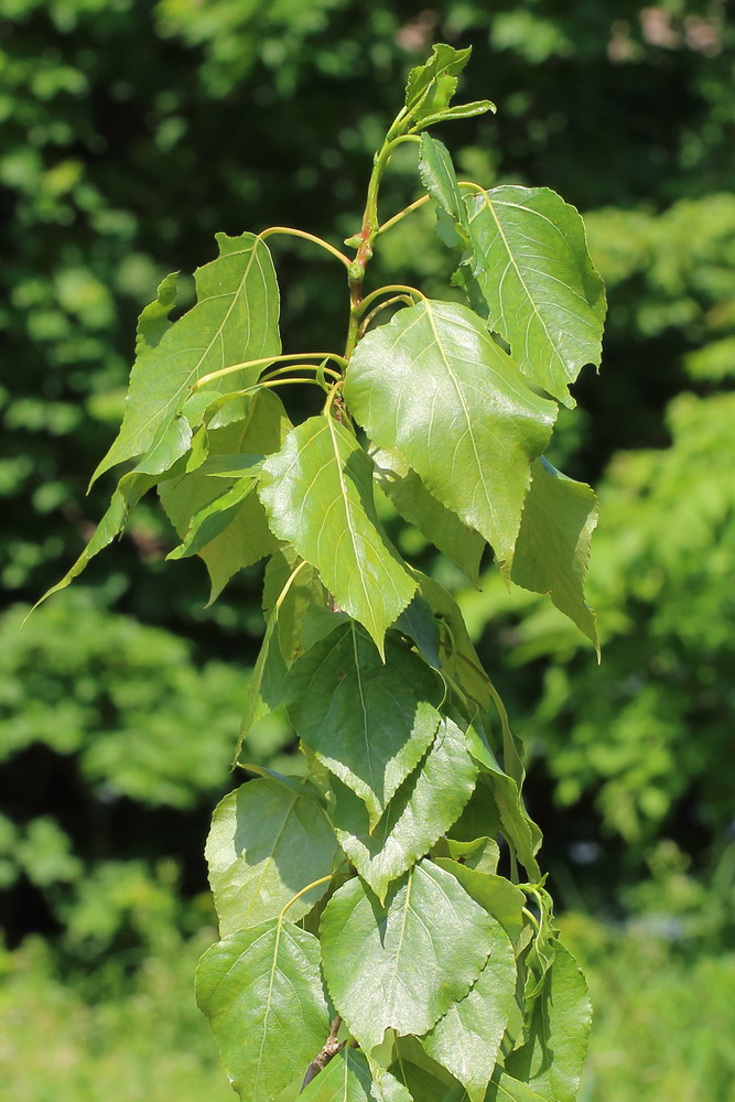 Изображение особи Populus &times; berolinensis.