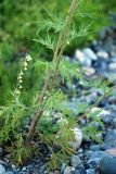 Artemisia sieversiana. Нижняя часть побега. Алтай, южный берег Телецкого озера. 29.07.2010.