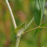 Trifolium campestre