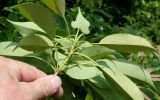 Trochodendron aralioides