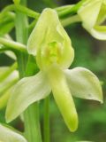 Platanthera × hybrida. Цветок с нехарактерным параллельным расположением поллиниев (гибрид P. bifolia x P. chlorantha?). ФРГ, Тюрингия, окрестности Йены. Май 2007 г.