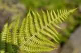 Dryopteris oreades. Верхушка вайи с сорусами (вид снизу). Карачаево-Черкесия, окр. пос. Архыз, долина р. Малая Дукка, ≈ 2000 м н.у.м., каменистый склон. 19.06.2015.