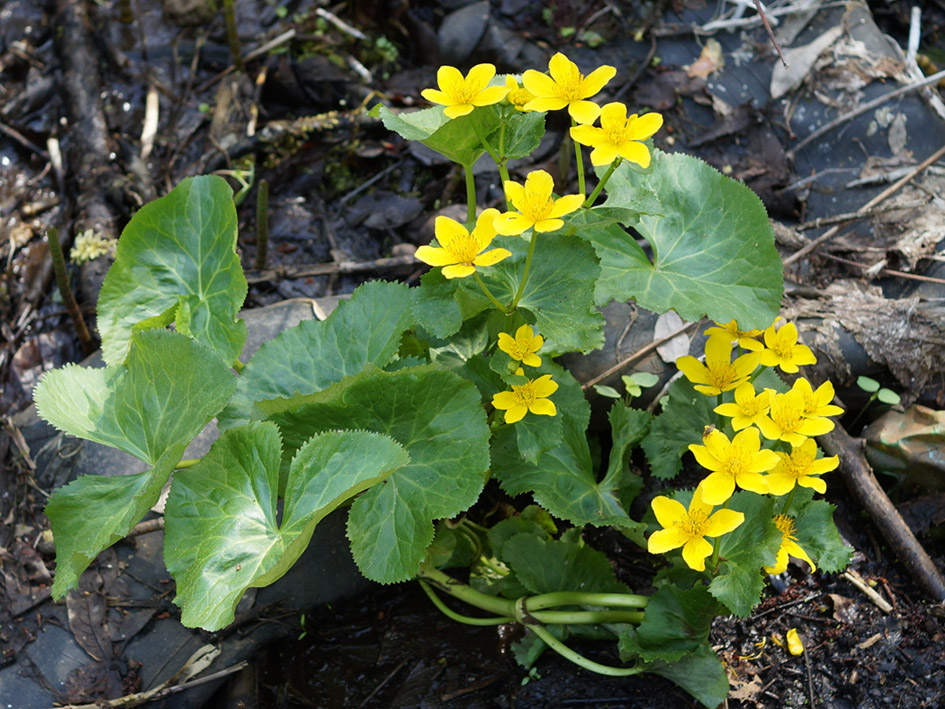 Изображение особи Caltha palustris.