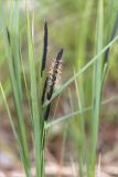 Carex acuta