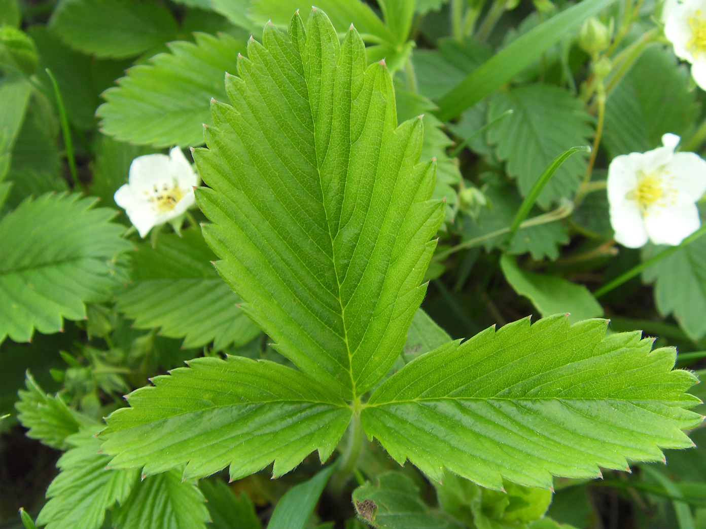 Изображение особи Fragaria viridis.