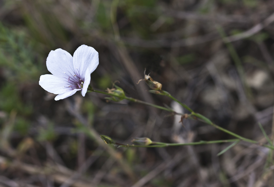 Изображение особи Linum tenuifolium.