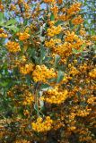 Pyracantha crenulata