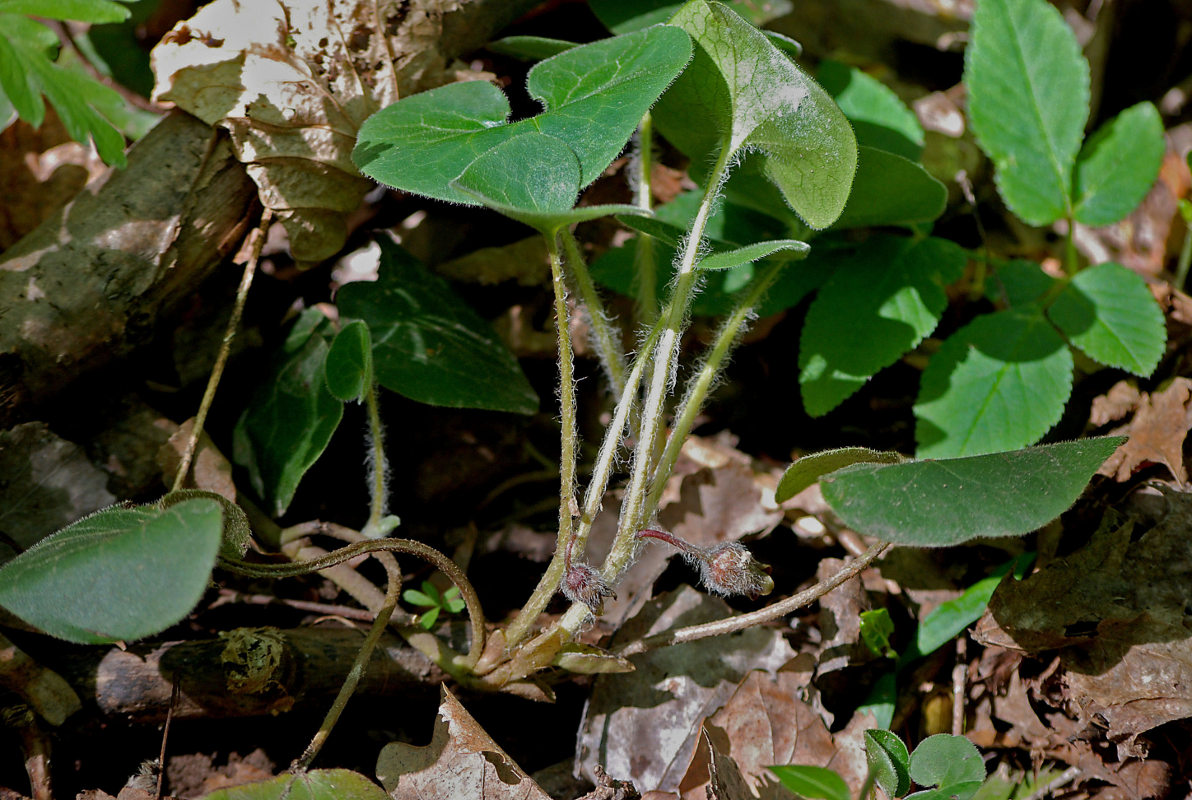 Изображение особи Asarum europaeum.