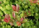 Salix silesiaca. Верхушки побегов с незрелыми соплодиями и молодыми листьями. Чехия, Оломоуцкий край, природный заповедник Jeseníky, субальпийский луг. 15.06.2017.