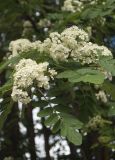 Sorbus meinichii. Соцветия и листья. Мурманск, в озеленении сквера. 09.07.2017.