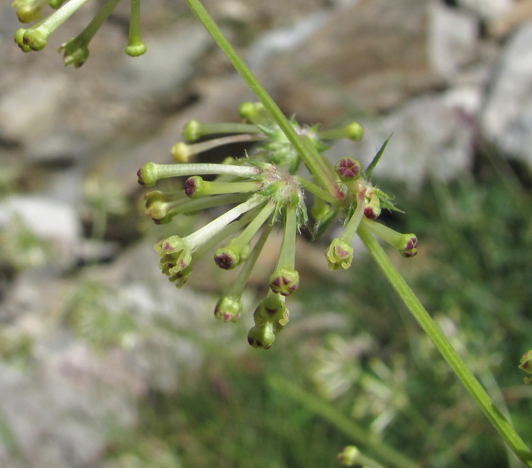 Изображение особи Asperula molluginoides.