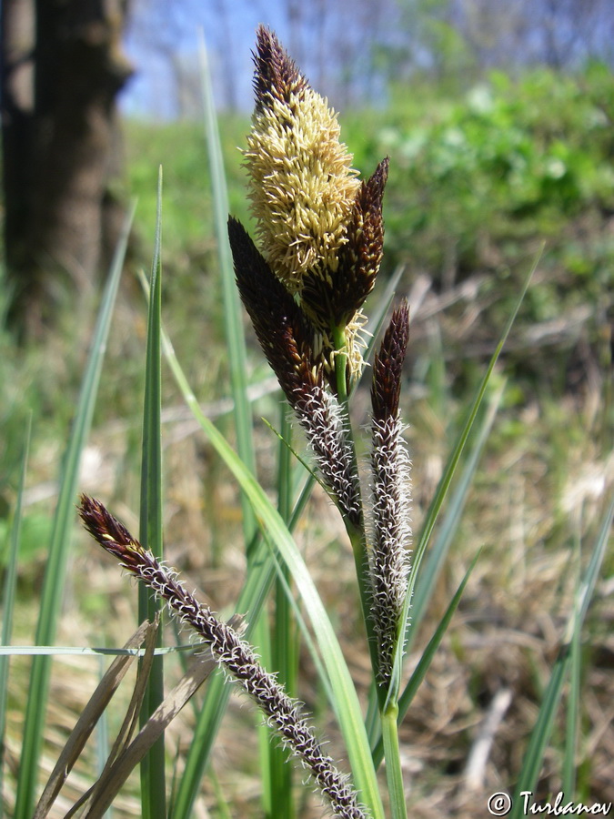 Изображение особи Carex riparia.