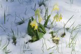 Primula macrocalyx