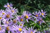 Aster amellus