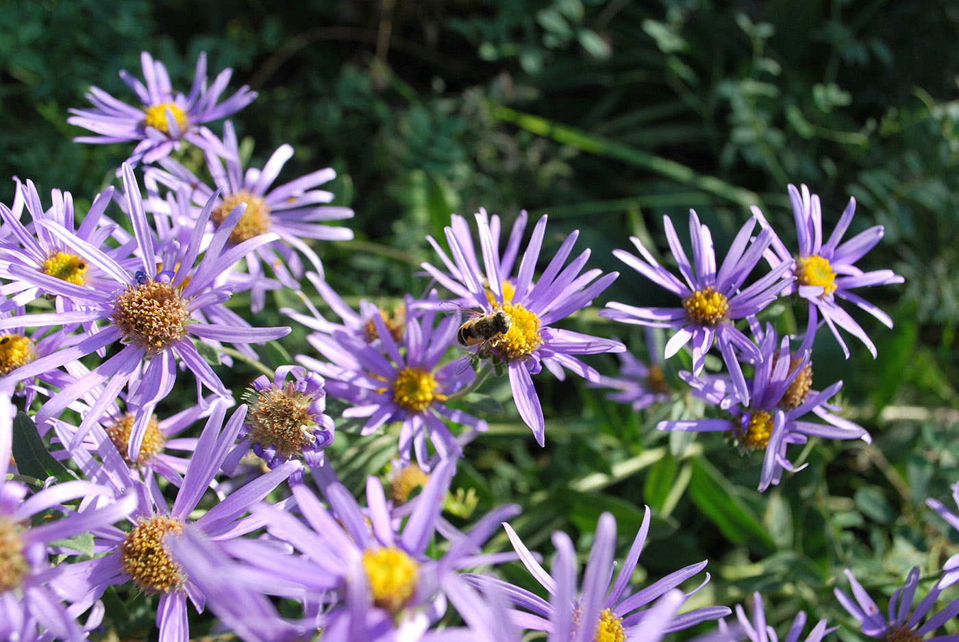 Изображение особи Aster amellus.