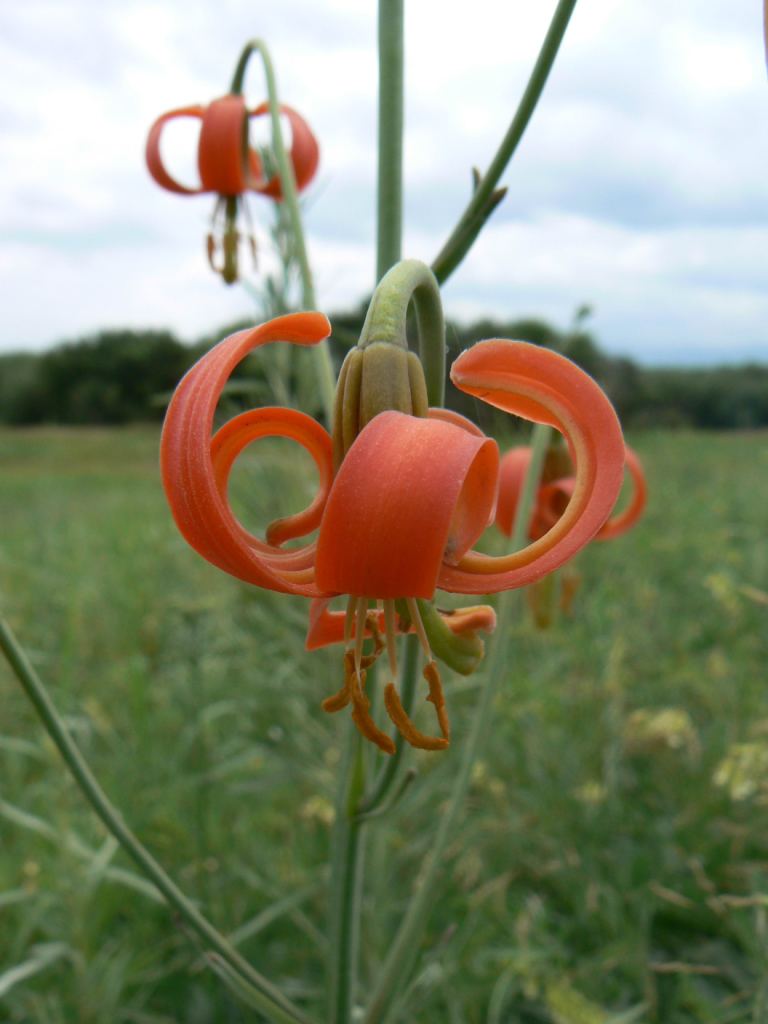 Изображение особи Lilium callosum.