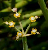 Euphorbia schimperi