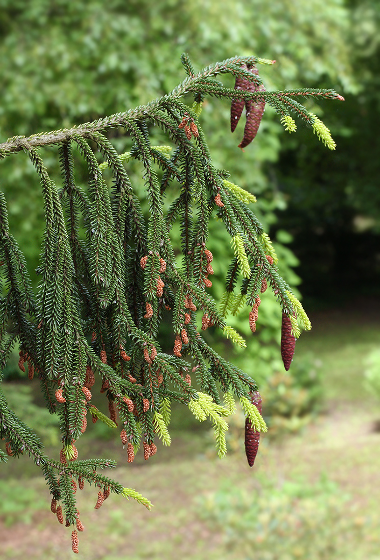 Изображение особи Picea orientalis.