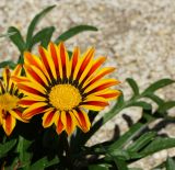 Gazania rigens