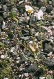 Anthemis tinctoria