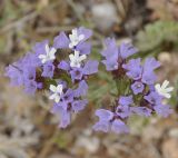 Limonium sinuatum