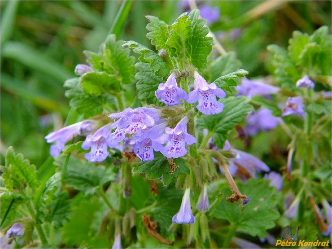 Изображение особи Glechoma hederacea.